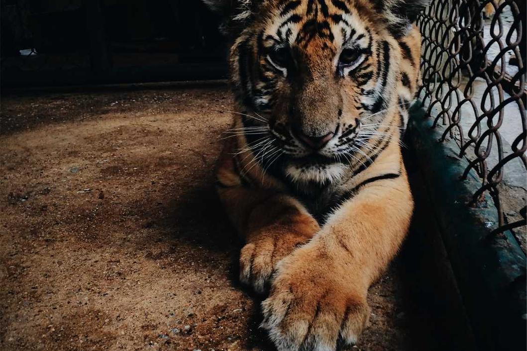 Dolor ut velit qui nostrum sed a